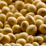 markets_grains-oilseeds_soybean-oil_845x568